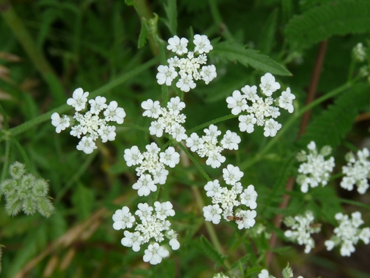 {Torilis arvensis}